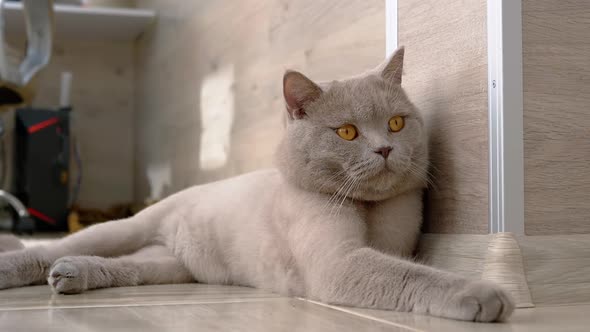 Lazy British Gray Home Cat with Large Brown Eyes is Resting on a Floor