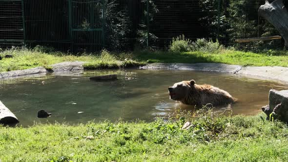 Brown Bear Plays in the Pond in the Reserve and Funny Swimming in the Water