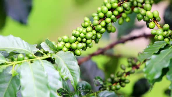 Coffee Beans Raw Plantation