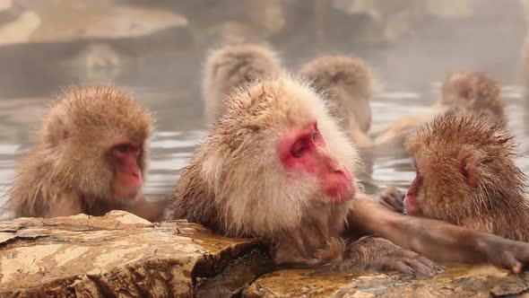 Snow Monkey in Hot Spring