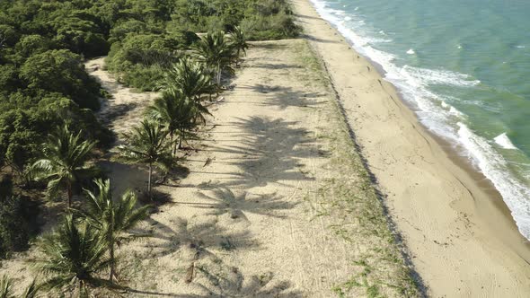 Aerial, Palms On Wangetti Sand Beach In Cairns In Queensland, Australia 