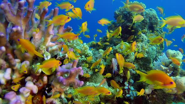Underwater Colorful Scene and Clownfish