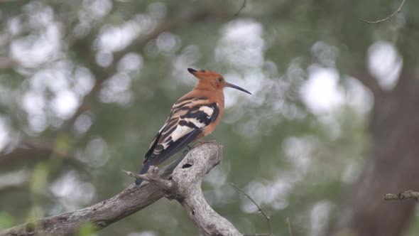 Hoopoes on a tree branch in Hlane Royal National Park