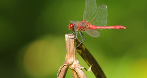 Scarlet Dragonfly Crocothemis Erythraea is a Species of Dragonfly in the Family Libellulidae