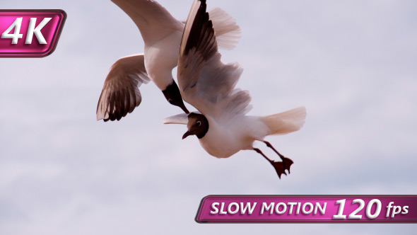 Seagulls Competing For Food