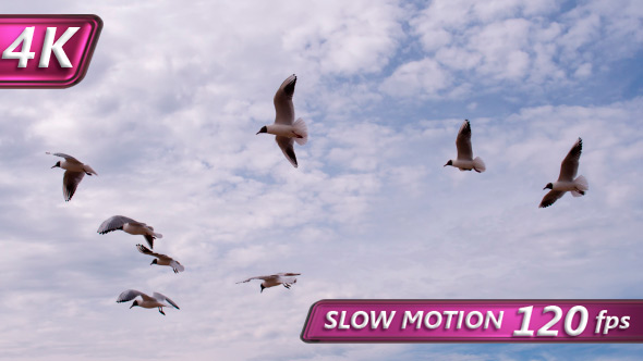 A Flock Of Seagulls And A Headwind alt