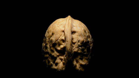 Walnut Nut Turning in a Bowl