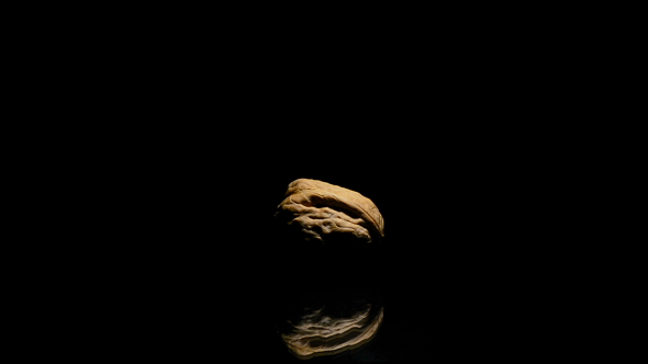 Walnut Nut Turning on Black Background