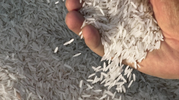 Unprocessed Rice Being Poured From a Man's Hands.