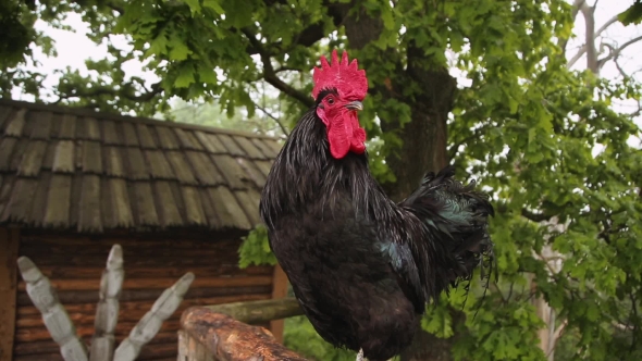 Black Cock On The Farm