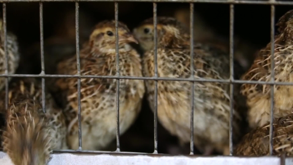 Quail Farming