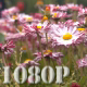 Pink Daisy Flowers - VideoHive Item for Sale