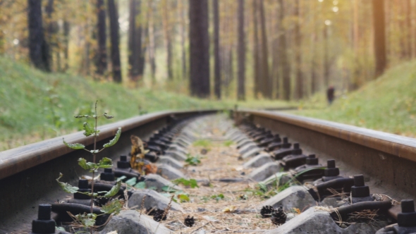 Railway Road In The Deep Pine Forest