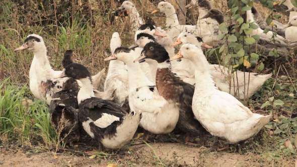 A Flock Of Domestic Ducks 2