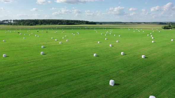 Agricultural Field With White Hay Rolls Wrapped In Package For Haulage