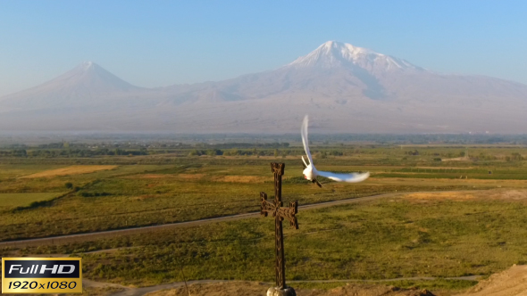 Pigeon Against the Background of Mount Ararat alt