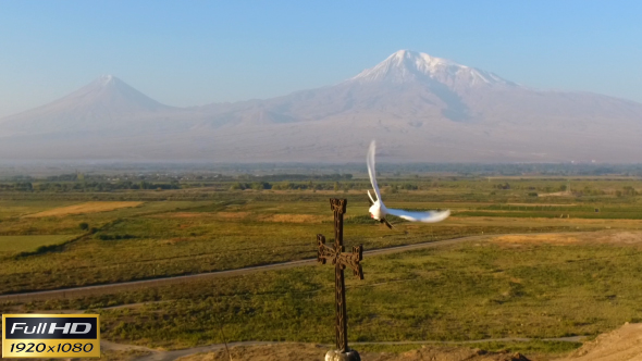 Pigeon Against the Background of Mount Ararat