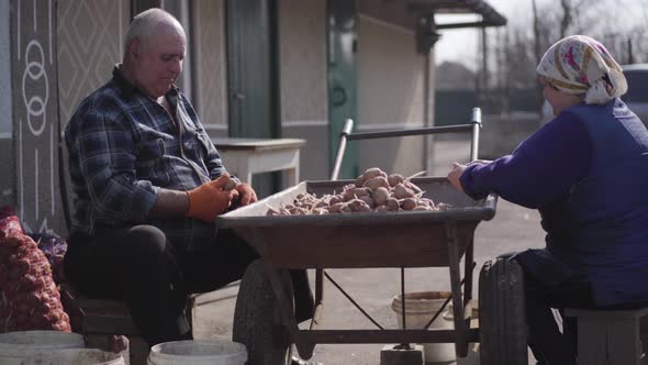 Side View of Old Caucasian Man and Woman Sorting Potatoes Outdoors. Portrait of Village Farmers