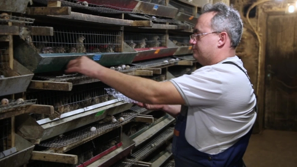 Farmer Gathering Quail Eggs