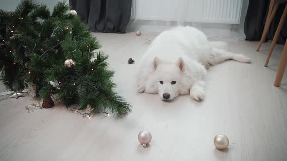 Dog Sitting Near Dropped Christmas Tree in Living Room