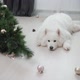 Dog Sitting Near Dropped Christmas Tree in Living Room - VideoHive Item for Sale