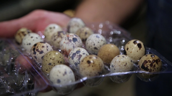 Packing Quail Eggs