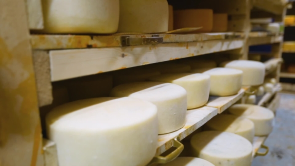 Industrial Production Of Cheese