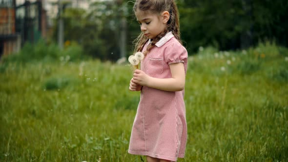 Kid Collects Dandelion Flowers. Kid With Pretty Face Having Fun.Preschool Funny Child Daughter Enjoy