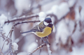 great titmouse on a snow branch - PhotoDune Item for Sale