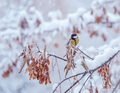 great titmouse on a snow branch - PhotoDune Item for Sale