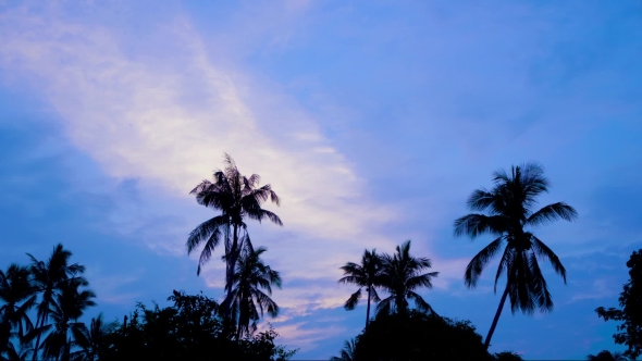 Tropical Sunrise With Palm Trees,