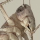 Locust Licking their Wounds - VideoHive Item for Sale