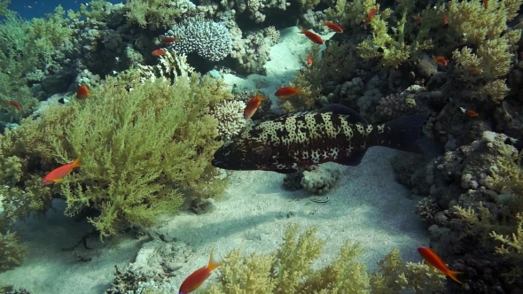 Grouper Fish Swimming In The Water