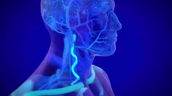 Animation of the Nervous system. Body receives signal from brain
