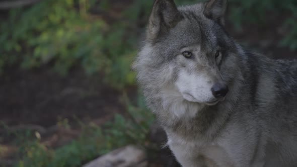 A grey wolf stalking through the forest at night in the Northern Wilderness