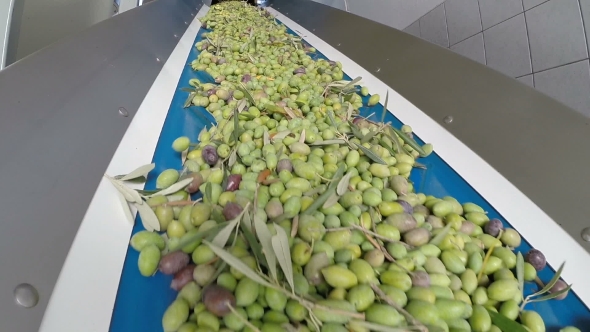 Conveyor Belt With Ripe Olives On Olive Oil Factory