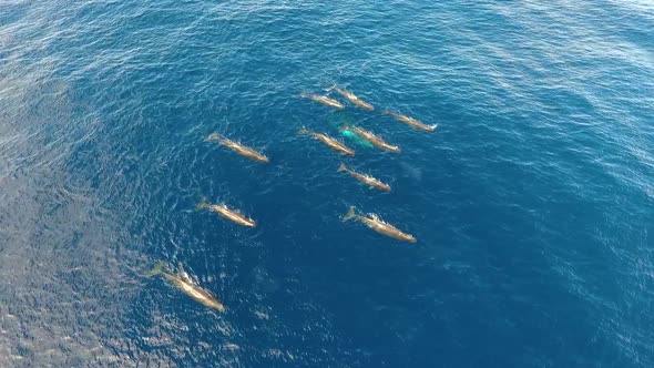 A pod of 12 sperm whales swimming peacefully in the ocean