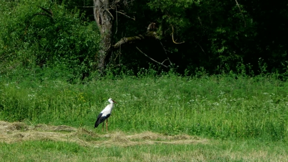 White Stork Walking On The Field In Search Of Food