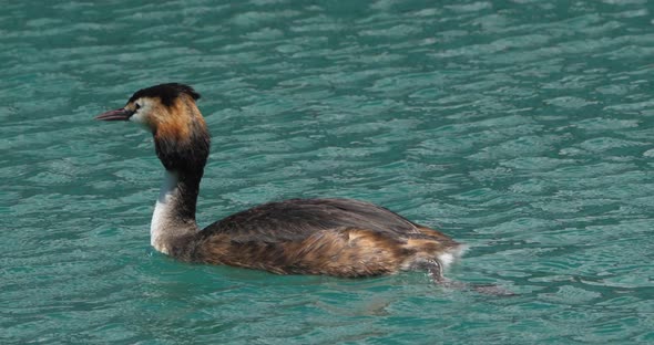 Great crested grebe with juveniles, (Podiceps cristatus), lake of Annecy, France