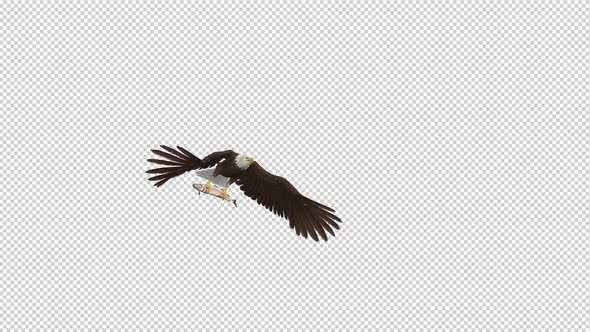 Bald Eagle with Salmon Fish - 4K Flying Transition II alt