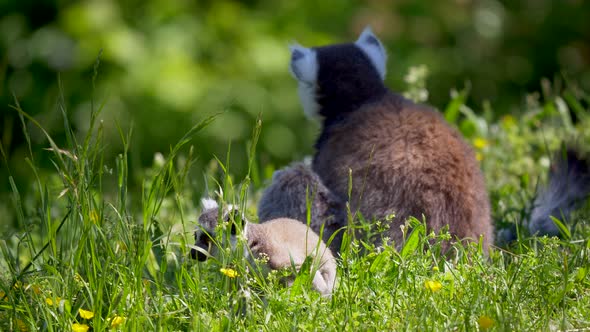 Close up shot of baby lemurs resting with parents in green grass field during sunny day. Babies havi