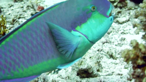 Steephead Parrotfish Chlorurus Microrhinos