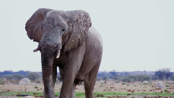 A Bull Elephant Flapping Its Ears While Walking Towards The Camera In Nxai Pan, Botswana - close up