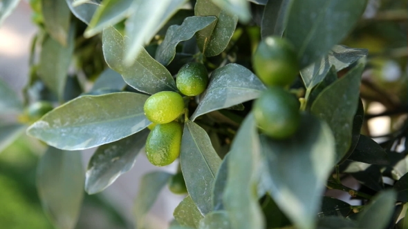 Fortunella Japonica (Cumquat). Natural Background With Cumquat Fruits In Foliage.