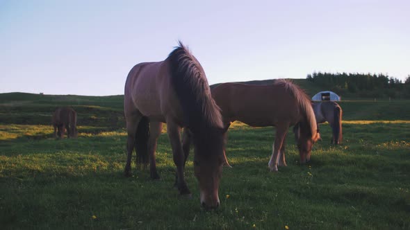 Icelandic Horses in Field During Sunset