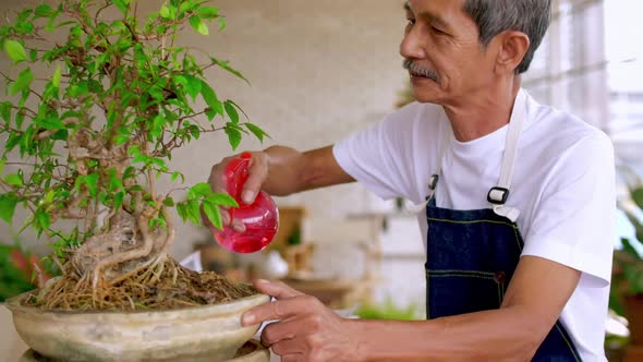 Happy senior gardener man taking care of his plants in greenhouse.