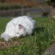 Maine Coon White Cat In The Wild - VideoHive Item for Sale