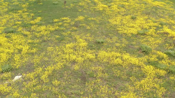 Alyssum Aurinia saxatilis flower bedding over the hills 4K drone video