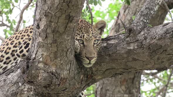 A leopard with big beautiful expressive eyes relaxes in a tree in Africa.