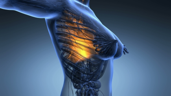 Human Body With Visible Lungs alt